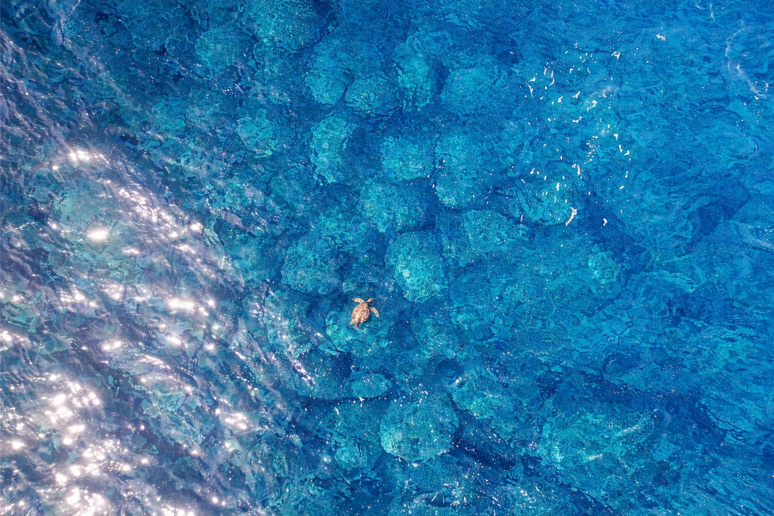 Aerial view of a honu sea turtle gliding through crystal-clear turquoise water above coral