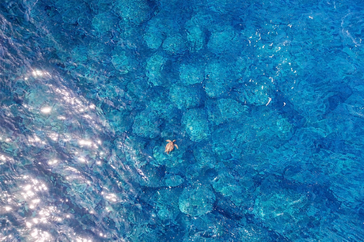 Aerial view of a honu sea turtle gliding through crystal-clear turquoise water above coral