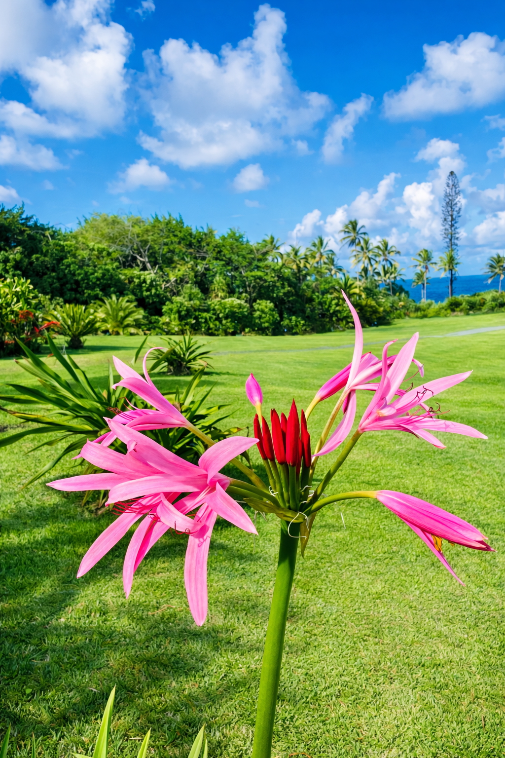 Pink crinum lilies blooming above the estate lawn with palms and the ocean in the distance