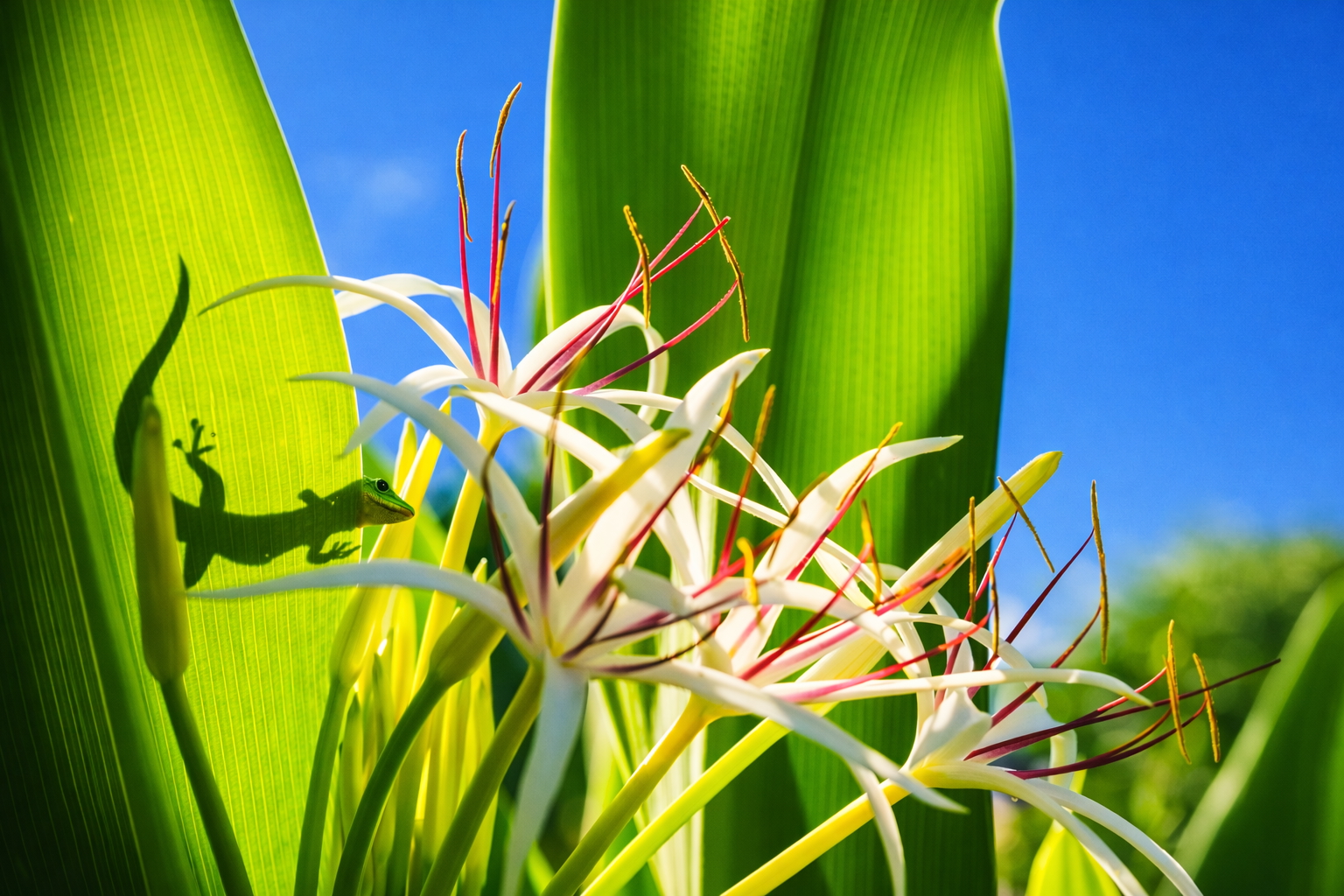 Small green gecko beside white crinum flowers casting a shadow across bright tropical leaves