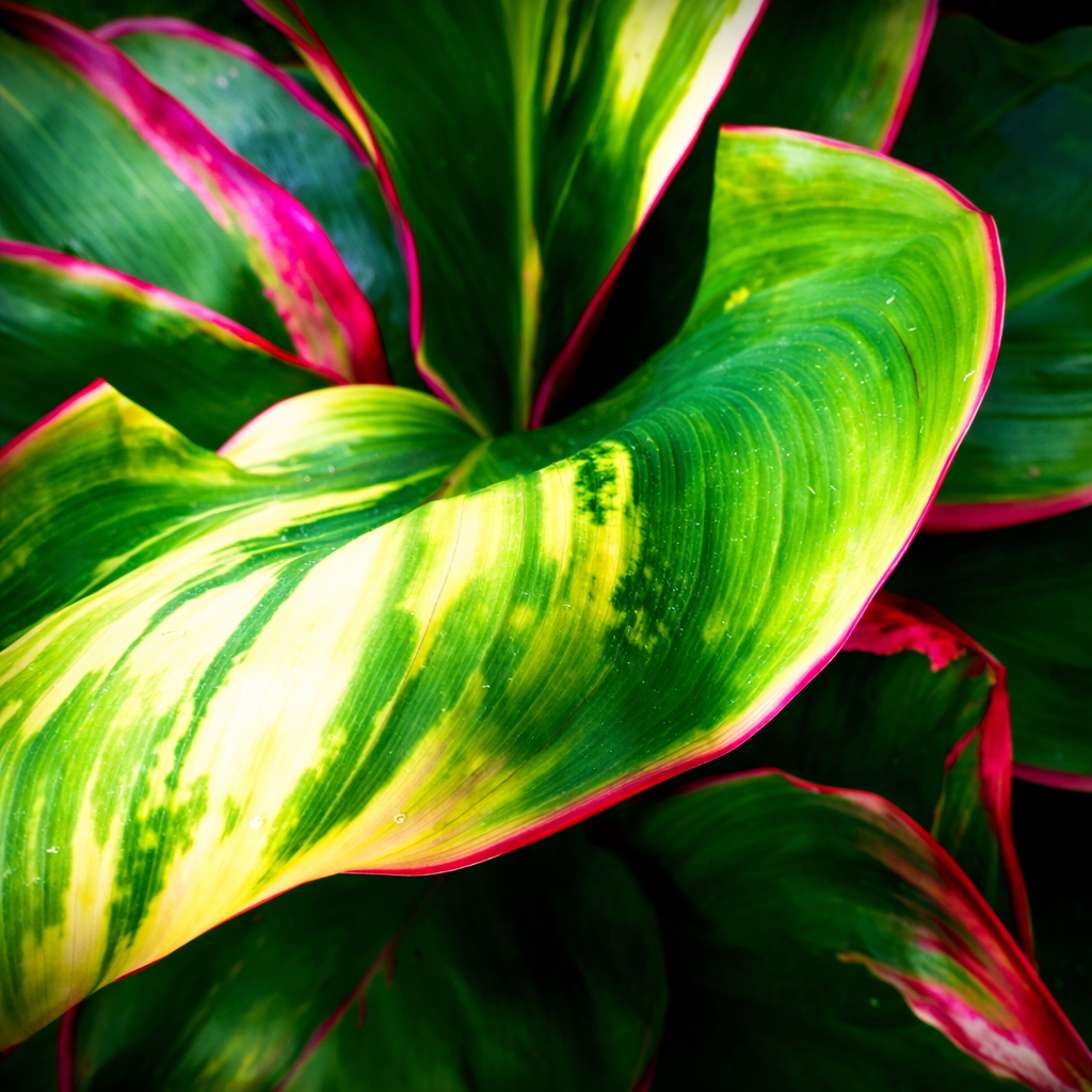 Close-up of a vibrant green and magenta Hawaiian ti leaf on the estate grounds