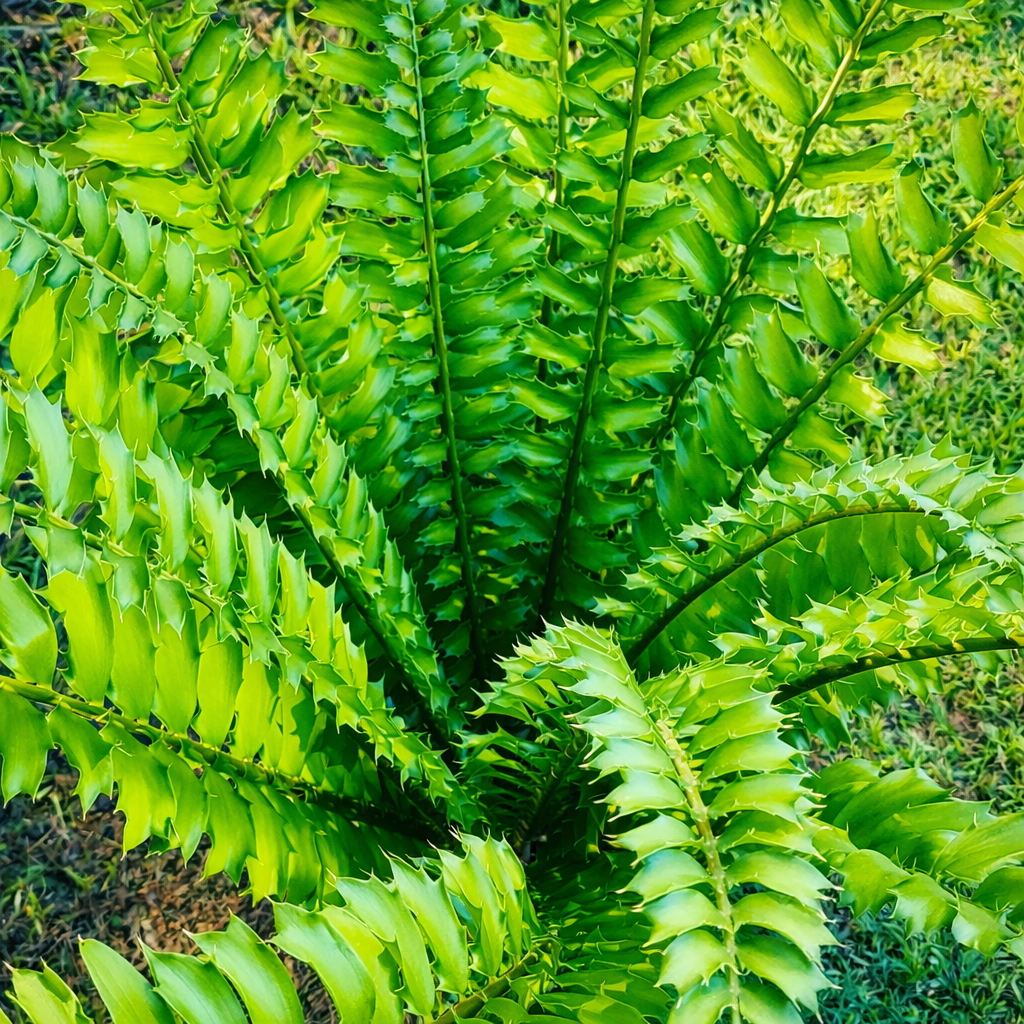 Lush green cycad leaves growing on the estate grounds