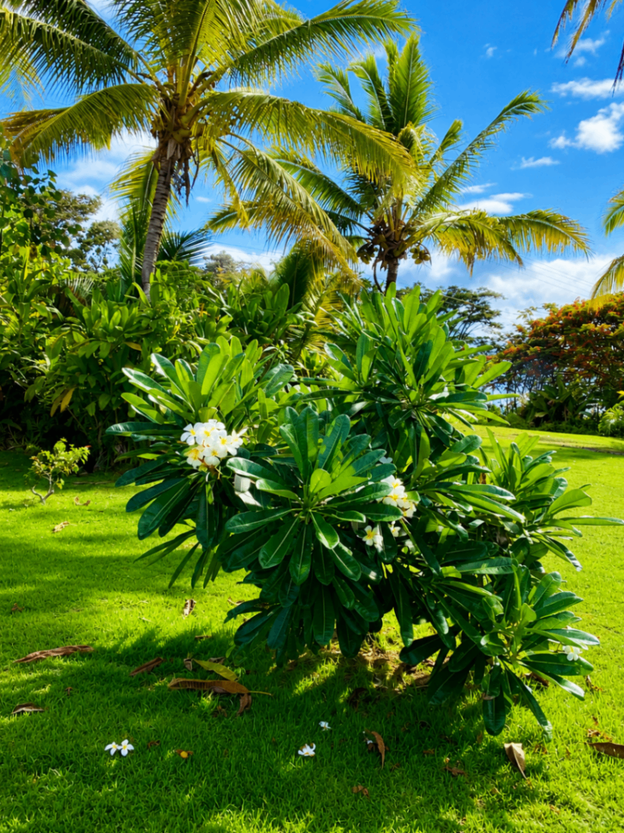 Plumeria shrub in bloom with palm trees swaying under a bright tropical sky