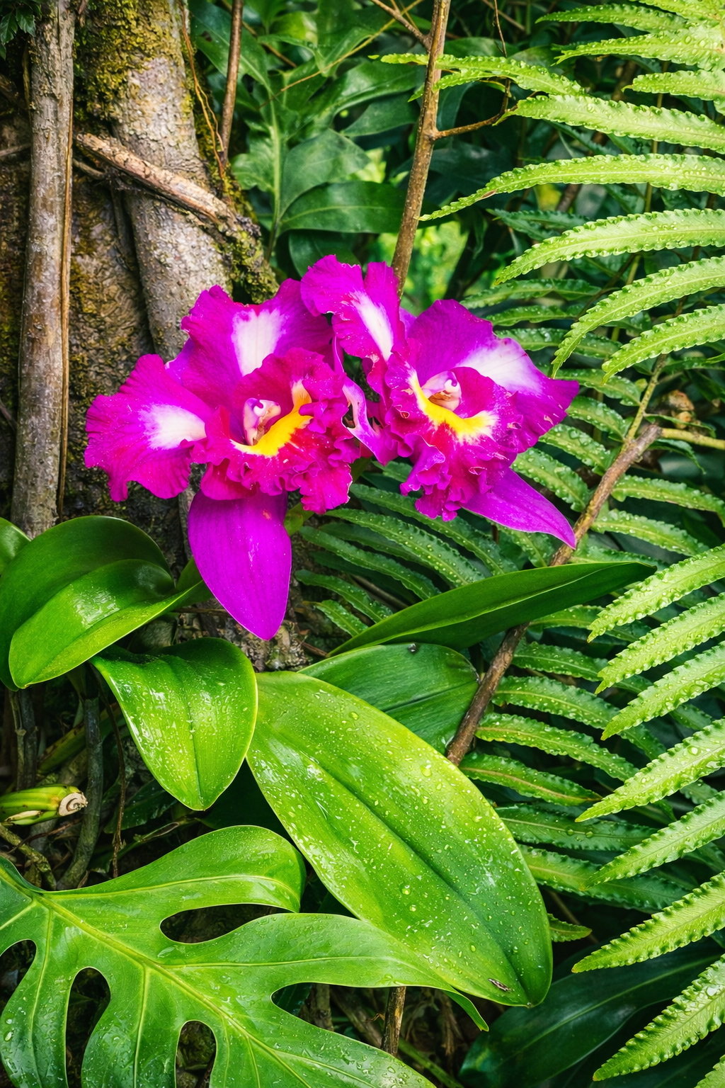 Vivid orchids blooming among glossy green tropical foliage on the estate grounds