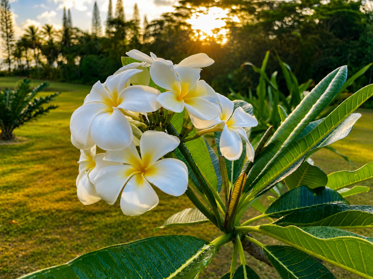 Cluster of white plumeria blossoms with golden centers backlit by the setting sun