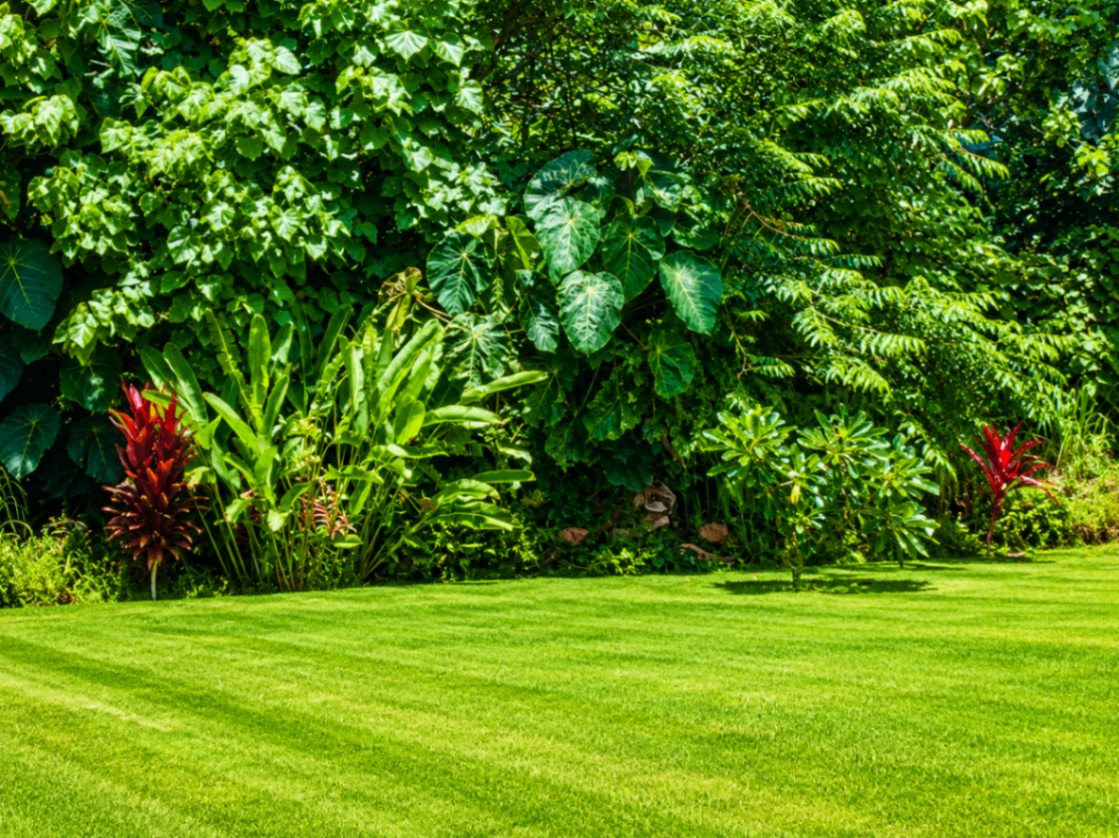 Lush tropical garden of ti plants and greenery bordering a manicured lawn